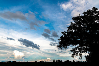 Low angle view of trees against sky
