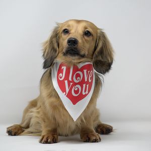 Portrait of dog sticking out tongue against white background