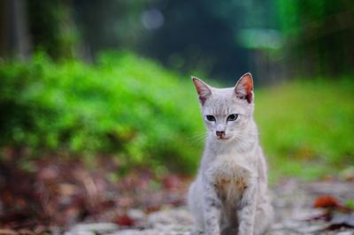 Portrait of cat sitting outdoors