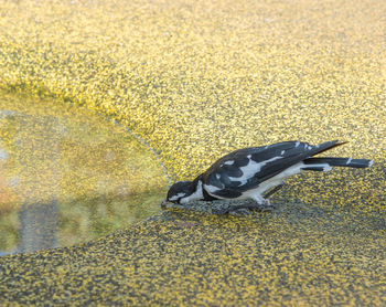 High angle view of bird on street