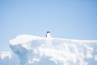 Low angle view of penguin on ice berg against sky