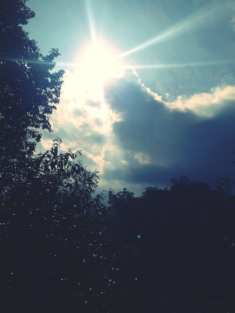 tree, sky, sun, sunbeam, silhouette, tranquility, sunlight, beauty in nature, low angle view, cloud - sky, tranquil scene, scenics, nature, lens flare, cloud, growth, outdoors, idyllic, no people, day