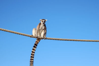 Close up of a ring tailed lemur on the roof