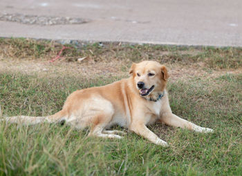 Portrait of golden retriever relaxing on field