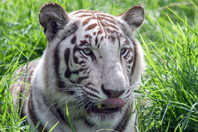 Close-up portrait of cat