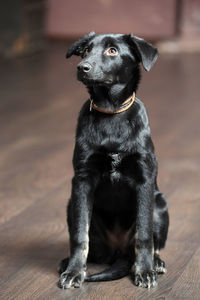 Portrait of black dog sitting outdoors