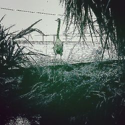 Plants growing in water