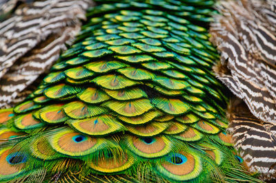 Close-up of peacock