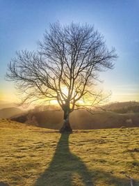 Silhouette bare tree on field against sky