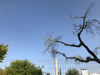 Low angle view of trees against clear blue sky