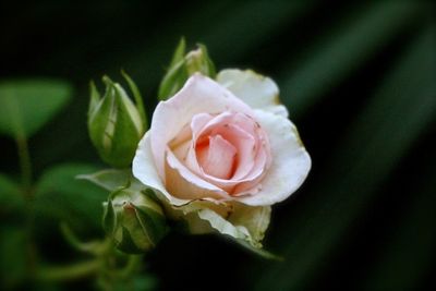 Close-up of rose roses