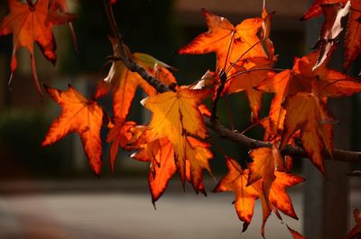 Close-up of maple leaves during autumn