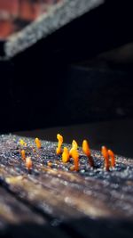 Close-up of mushrooms on wood