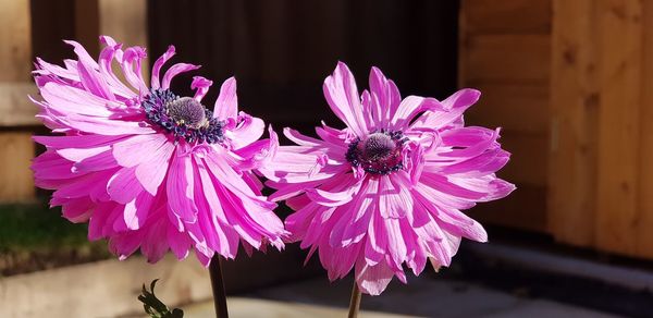 Close-up of insect on pink flower