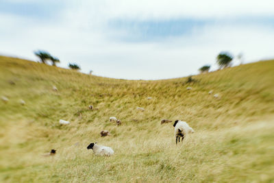 Horse grazing on grassy field