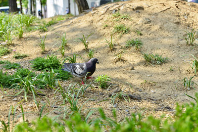 Bird perching on a field