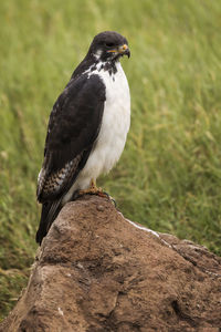 Close-up of bird perching on rock