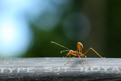 Close-up of insect