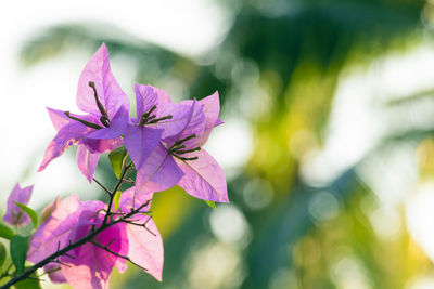 Close-up of purple flowering plant