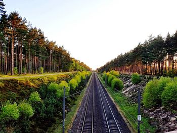 Railroad track amidst trees