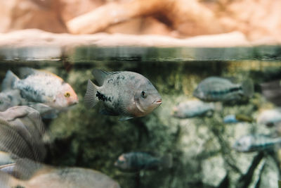 Fish swimming in sea