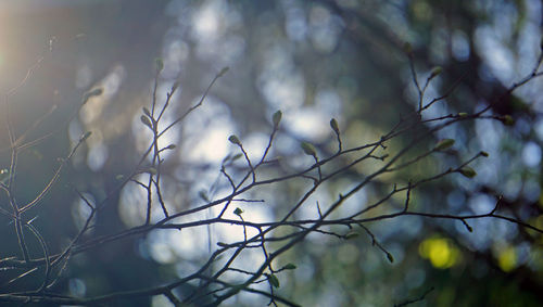 Low angle view of bare trees in forest