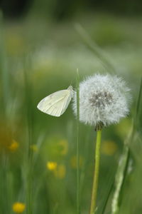Close-up of dandelion flower