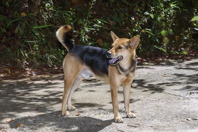 Dog standing on ground