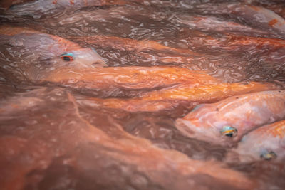 High angle view of fish in water