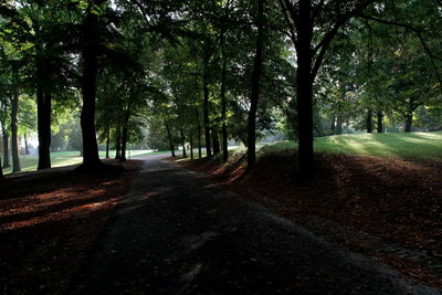 Road amidst trees in forest