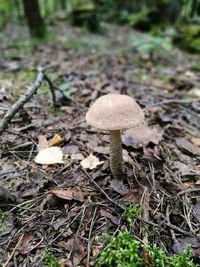 Close-up of mushrooms growing on field