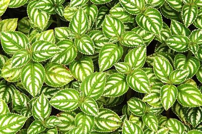 Full frame shot of green leaves