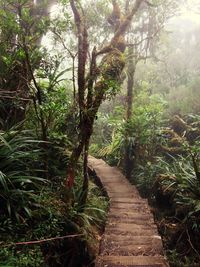 Trees in forest