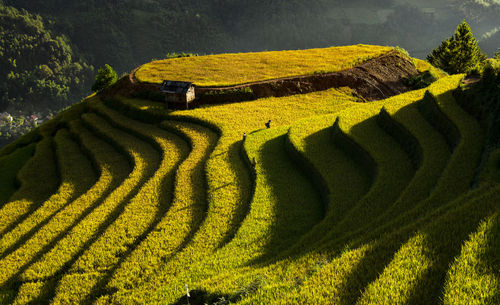 Scenic view of agricultural field