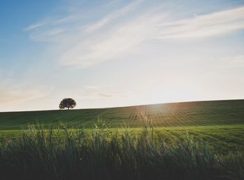 Scenic view of wheat field against sky