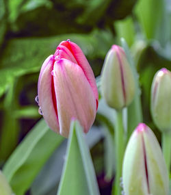 Close-up of pink flower