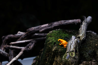 Close-up of insect perching on tree