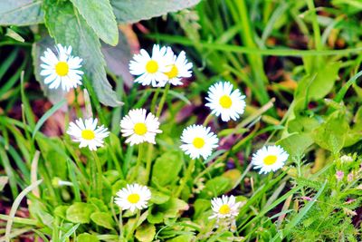 flowering plant