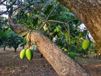 Close-up of fruits hanging on tree