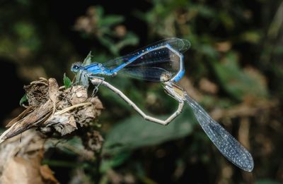 Close-up of dragonflies mating while making heart shape