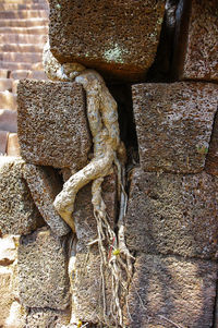 Close-up of statue