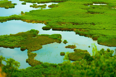 Trees growing in water