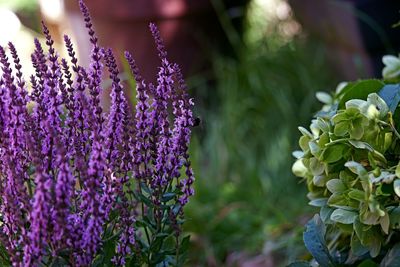 Close-up of purple flowering plants