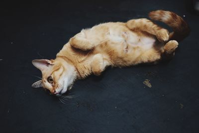 High angle view of cat sleeping