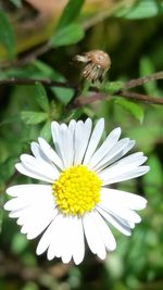 Close-up of white daisy flower