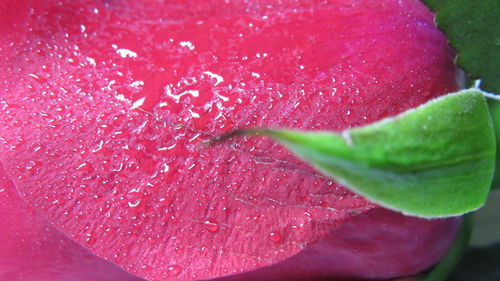 Close-up of wet plant