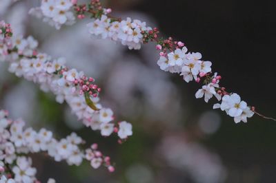 Close-up of pink cherry blossom