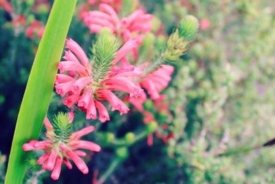 Close-up of pink flowers