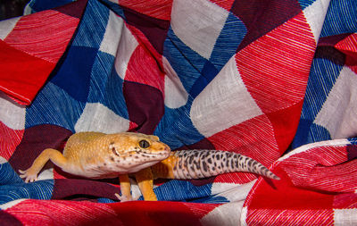 Close-up of a bearded dragon