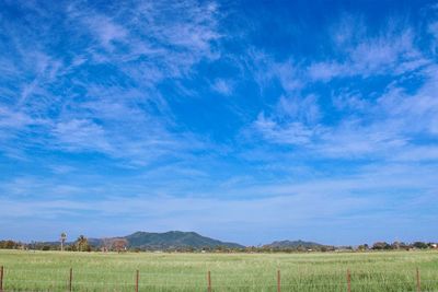 Scenic view of agricultural field against blue sky